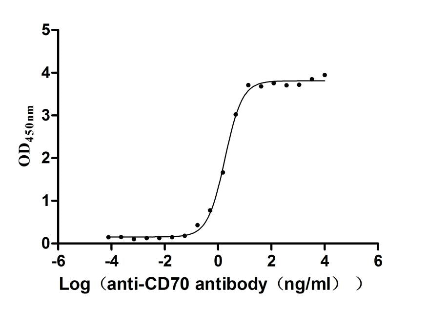 CD70 Recombinant Monoclonal Antibody