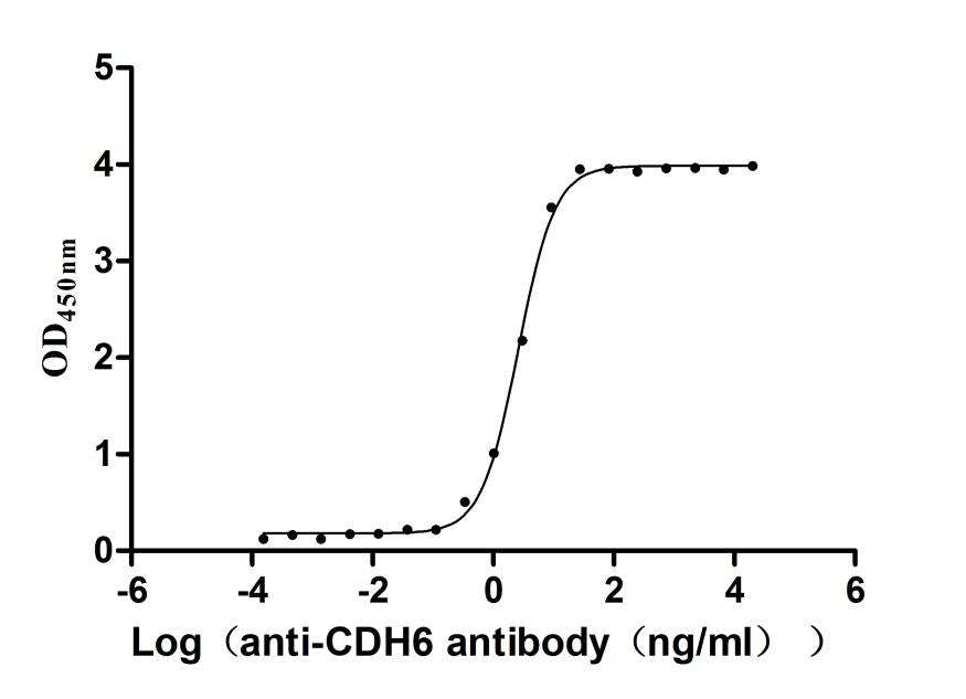 CDH6 Recombinant Monoclonal Antibody