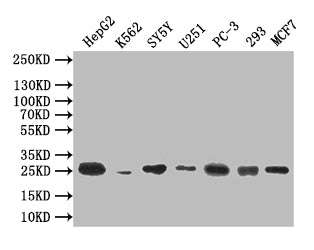 CTLA4 Recombinant Monoclonal Antibody