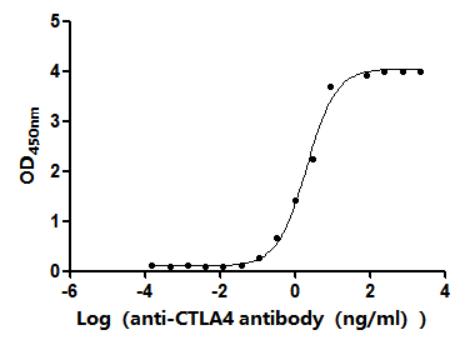 CTLA4 Recombinant Monoclonal Antibody