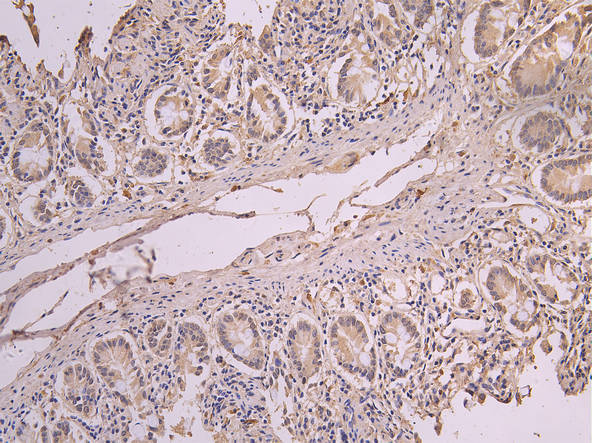 ERAL1 Recombinant Monoclonal Antibody