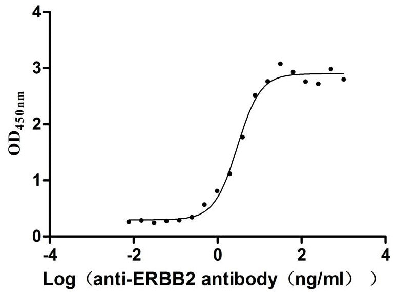 ERBB2 Recombinant Monoclonal Antibody