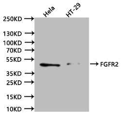 FGFR2 Recombinant Monoclonal Antibody