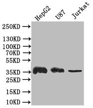 GAPDH Recombinant Monoclonal Antibody