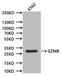 GZMB Recombinant Monoclonal Antibody