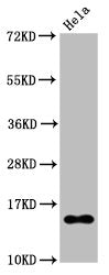 Acetyl-Histone H2B type 1-B(K20)Antibody