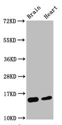 Di-methyl-Histone H3.1(K4)Antibody