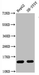 Mono-methyl-Histone H3.1(R128)Antibody