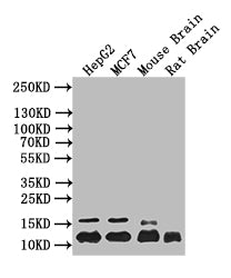 HIST1H4A Recombinant Monoclonal Antibody