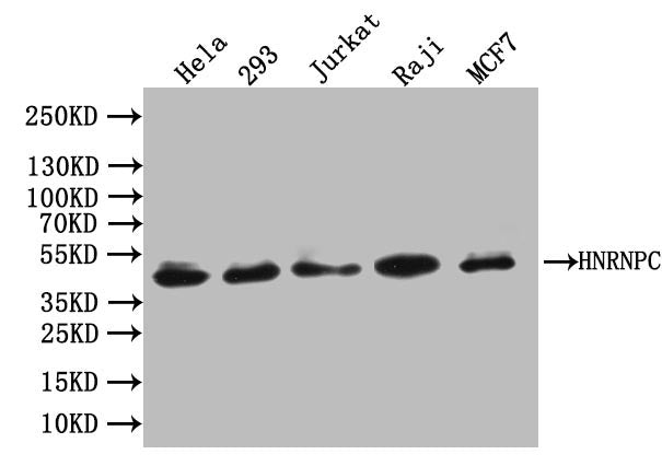 HNRNPC Antibody