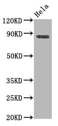 Phospho-HSF1 (S326) Antibody