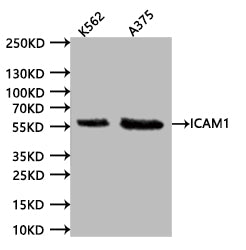 ICAM1 Recombinant Monoclonal Antibody