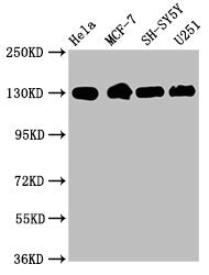 ITGB1 Antibody