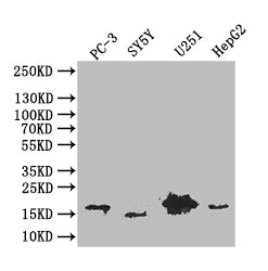 PDPN Recombinant Monoclonal Antibody