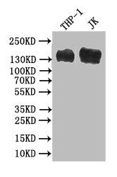 PECAM1 Recombinant Monoclonal Antibody