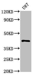 PRKAR1A Antibody