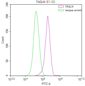 TAGLN Recombinant Monoclonal Antibody