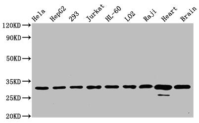 VDAC1 Antibody