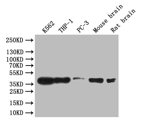 CREB1 Recombinant Monoclonal Antibody