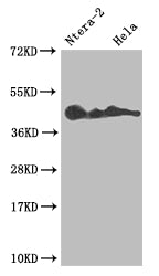 LEFTY2 Antibody