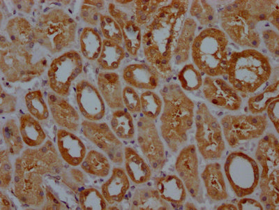 GPX4 Antibody