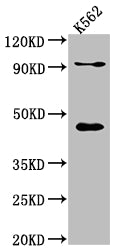 PCYT1A Antibody