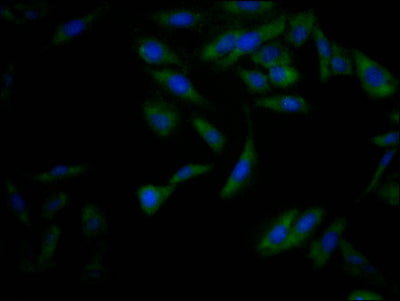 NFE2L2 Antibody