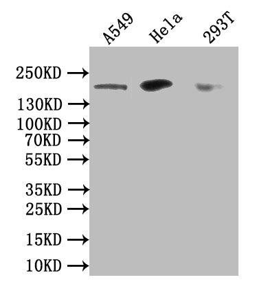 DOT1L Antibody