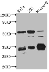 CASP3 Antibody