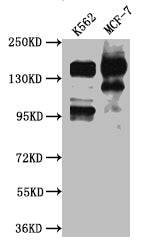 SIN3A Antibody