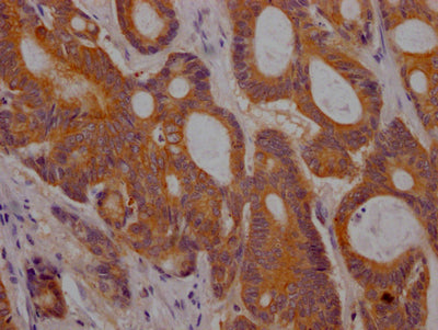 PGF Antibody