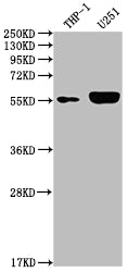 IRAK4 Antibody