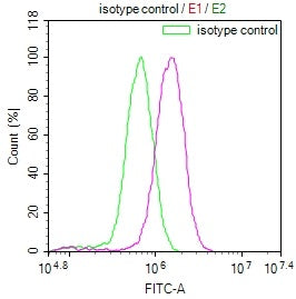LRP2 Antibody