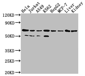 AIFM1 Antibody