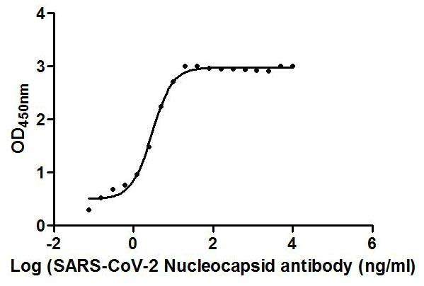 N Antibody