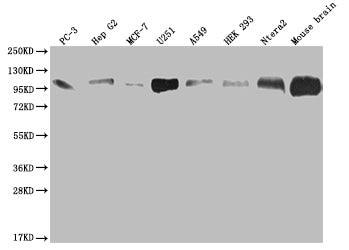 ALCAM Antibody