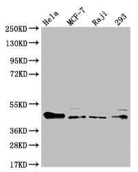 ULBP1 Antibody