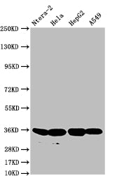 FGF19 Antibody