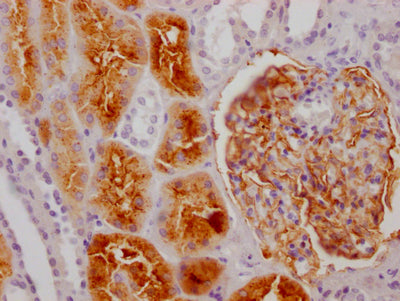ENPEP Antibody