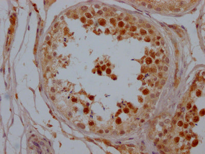 SIRT1 Antibody