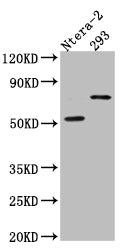 GABRA5 Antibody