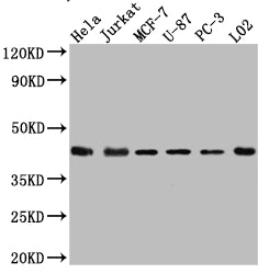 MAPK14 Antibody