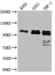 ITCH Antibody