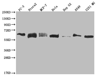 USP14 Antibody