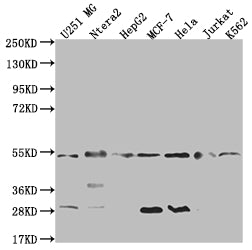 DNAJA1 Antibody