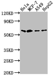 SOX10 Antibody