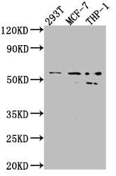 MMP12 Antibody