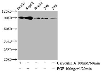 Phospho-NFE2L2 (S40) Antibody