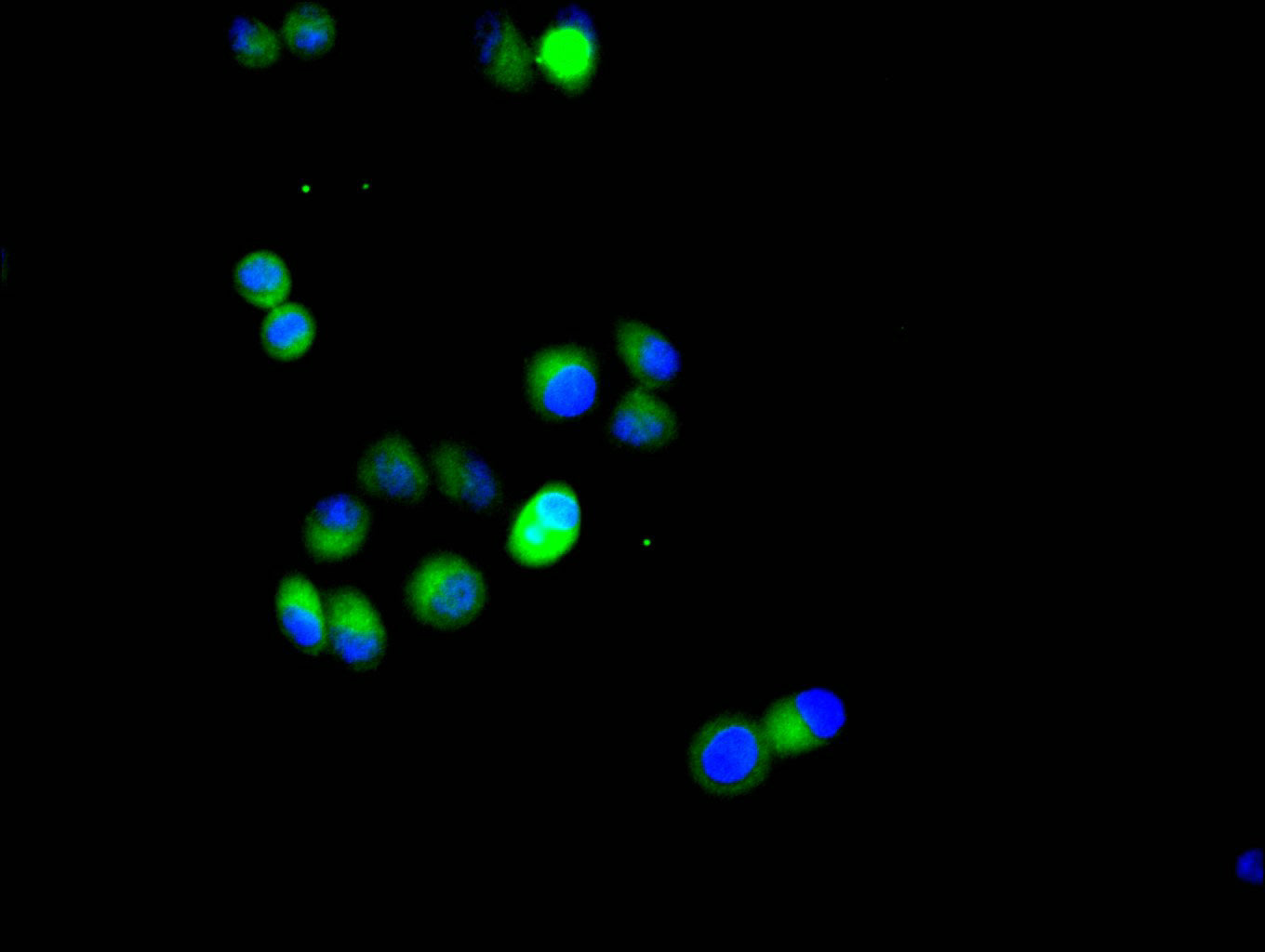 HIF1A Recombinant Monoclonal Antibody