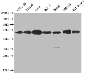 CBX2 Antibody